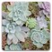 CZDZYMJYHS Premium Square Waterproof Mouse Pad NonSlip Rubber Base 9x9 inches Succulent Plant