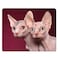 Nicokee Cat Gaming Mousepad Canada Hairless Cat Sphynx Mouse Pad Mouse Mat for Computer Desk Laptop Office 95 X 79 Inch NonSlip Rubber