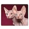 Nicokee Cat Gaming Mousepad Canada Hairless Cat Sphynx Mouse Pad Mouse Mat for Computer Desk Laptop Office 95 X 79 Inch NonSlip Rubber