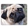 Nicokee NICOKEE Dog Rectangle Gaming Mousepad Pug Dog Shapi Puppy Mouse Pad Mouse Mat for Computer Desk Laptop Office 95 X 79 Inch NonSlip Rubber