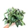 DODXIAOBEUL 12 Pcs Faux Olive Branches for Vase 114 Fake Plant Olive Tree Branches Artificial Greenery Decorfor Home Weddings Party Decor Vase Floral Arrangement