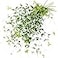 FiveSeasonStuff Versatile Decor Delight Lush 28ft 10Vine Set of Elegant Artificial Silk Clematis Leaves for Any Occasion or Event