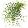 FiveSeasonStuff Versatile Decor Delight Lush 28ft 10Vine Set of Elegant Artificial Silk Clematis Leaves for Any Occasion or Event