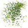 FiveSeasonStuff Versatile Decor Delight Lush 28ft 10Vine Set of Elegant Artificial Silk Clematis Leaves for Any Occasion or Event