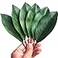 VENCELIN 20Pcs Artificial Magnolia Leaf Fake Green Leaves for Decorate Flower Garland Artificial Magnolia Leaf Stem