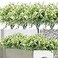 HANDIC Artificial Flowers for Outdoor 8pcs Plastic Flower Plants Fake Flowers UV Resistant Faux Flowers White