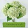 YalzoneMet 4Pcs Light Green Hydrangeas Artificial Flower Natural Lifelike 21 Long Stem Real Touch Hydrangea Latex Flower Bouquets for Home Living Room Party Wedding Table Centerpiece Decor