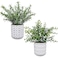 Winlyn 2 Pack Small Potted Eucalyptus Plant Artificial Plants Green Boxwood Rosemary Greenery in Modern Concrete Plant Pots