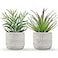 Der Rose 2 Pack Fake Succulents Plants Artificial Succulents in Pots for Room Home Bathroom Bedroom Office Boho Decor