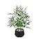 365 BLOOMING 365 Blooming Decor 18inch Tall Potted ARTIFICIAL Bamboo Plant Black Pot Luxury Artificial Bamboo in black textures Pot for Home Office Kitchen Counter Top Indoor Decor Money Tree Lucky Tr