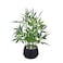 365 BLOOMING 365 Blooming Decor 18inch Tall Potted ARTIFICIAL Bamboo Plant Black Pot Luxury Artificial Bamboo in black textures Pot for Home Office Kitchen Counter Top Indoor Decor Money Tree Lucky Tr