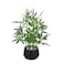 365 BLOOMING 365 Blooming Decor 18inch Tall Potted ARTIFICIAL Bamboo Plant Black Pot Luxury Artificial Bamboo in black textures Pot for Home Office Kitchen Counter Top Indoor Decor Money Tree Lucky Tr