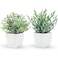 Der Rose 2 Pack Small Fake Plants Artificial Greenery Eucalyptus Plants in Pots for Bedroom Living Room Decor