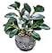 AlphaAcc Artificial Plants Potted Real Looking Small Faux Plant with Rustic Black Cement Planter for Kitchen Office Desk Bookshelf Decor Ficus Plant