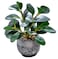AlphaAcc Artificial Plants Potted Real Looking Small Faux Plant with Rustic Black Cement Planter for Kitchen Office Desk Bookshelf Decor Ficus Plant