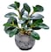 AlphaAcc Artificial Plants Potted Real Looking Small Faux Plant with Rustic Black Cement Planter for Kitchen Office Desk Bookshelf Decor Ficus Plant