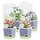 Oliz 20 Pack 3 Inch Plastic Succulent Pots with Drainage Holes Saucers Square Nursery Planters for Indoor Outdoor Plants Half Clear Flower Pots