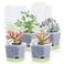Oliz 20 Pack 3 Inch Plastic Succulent Pots with Drainage Holes Saucers Square Nursery Planters for Indoor Outdoor Plants Half Clear Flower Pots