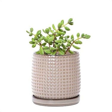 D'vine Dev Dvine Dev 4 Inch Ceramic Beaded Stoneware Planter Pot Flower Pot with Drainage Holes and Saucers for Indoor Succulent Plants or Flowers Light Brown 27CZ4