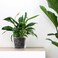 Phoenix Vine 6 Inch Clear Plastic Plant Pot with Drainage Holes Interlocking Detachable Tray Deep Saucer Durable BPAFree Plastic Transparent Design Raised Base for Airflow Set of 6 92XA4