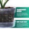 Phoenix Vine 6 Inch Clear Plastic Plant Pot with Drainage Holes Interlocking Detachable Tray Deep Saucer Durable BPAFree Plastic Transparent Design Raised Base for Airflow Set of 6 92XA4