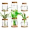 Beeveer 6 Pcs Plants Propagation Station Separated Desktop Plant Terrarium with Wood Lid and Stand 3 Sizes Glass Planter Propagated Jars Propagation Vases for Indoor Home Classic Style