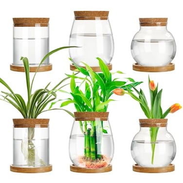 Beeveer 6 Pcs Plants Propagation Station Separated Desktop Plant Terrarium with Wood Lid and Stand 3 Sizes Glass Planter Propagated Jars Propagation Vases for Indoor Home Classic Style