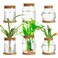 Beeveer 6 Pcs Plants Propagation Station Separated Desktop Plant Terrarium with Wood Lid and Stand 3 Sizes Glass Planter Propagated Jars Propagation Vases for Indoor Home Classic Style