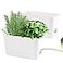 Oliz Self Watering Planters 2 Packs Rectangular Plant Pots with with Drainage and Tray 10 Inch Window Pot Self Watering Planter for Herb Houseplants