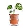 D'vine Dev Dvine Dev 4 Inch Design Self Watering Pot for Indoor Plants Terracotta Planter with Cylinder Glass Cup 37XA1