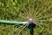 Rain Bird RVANSP HoseEnd HighEfficiency Pro Rotary Sprinkler on Large Metal Spike Hand Adjustable 45 270 Pattern 17 24 Spray Distance