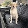 4Knines Crew Cab Truck Seat Cover with Dog Hammock for Fold Up Seats Split Design for Seat Access Waterproof NonSlip Protection Passenger Side Black
