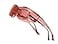 Calabria Unisex Fitover Safety Glasses with Tinted Lenses 100330006000FL41 Pink 3 Pack Fit Over Eyeglasses for Light Sensitivity Blue Light UV Protection Glasses