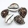 PEPPERLONELY 5PC Polished Tiger Cowrie Sea Shells 212 Inch 314 Inch