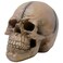 Seraphic Spooky Scary Old Looking Human Skull Decor StatueSculpture for Halloween Haunted House Prop Decorations Life Size Brown