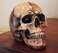 Seraphic Spooky Scary Old Looking Human Skull Decor StatueSculpture for Halloween Haunted House Prop Decorations Life Size Brown