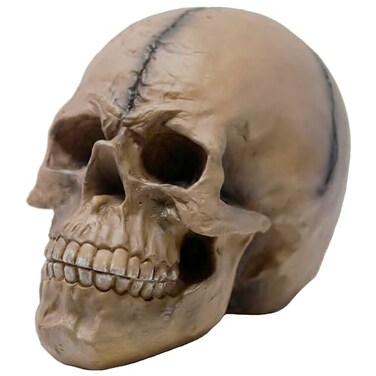 Seraphic Spooky Scary Old Looking Human Skull Decor StatueSculpture for Halloween Haunted House Prop Decorations Life Size Brown