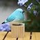WEAUSUP Hand Carved Wooden Bird Figurine Gift for Bird Lovers