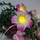 Lxcom Lighting Plumeria Flower String Lights 20LED String Light Hawaiian Foam Artificial Plumeria Flower Battery Powered Fairy Starry Lights for Christmas Party Home Wedding BeachPink