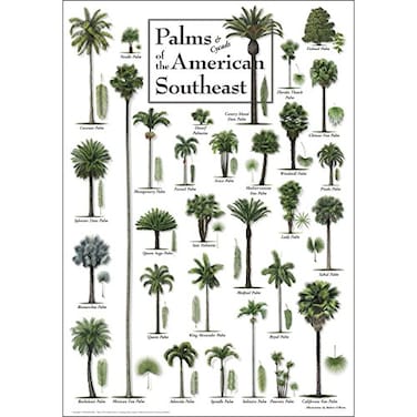 Earth Sky Water Palms Cycads of the American Southeast Posters