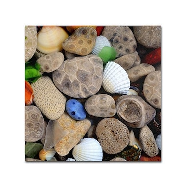 Trademark Fine Art Petoskey Stones V by Michelle Calkins Wall Decor 14 by 14Inch