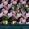 Blooming Wall DPYB32 Pink White Peony Peel and Stick Wallpaper Removable Self Adhesive Wall Mural Wall Dcor