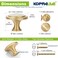 KOPPALIVE 2Pack Solid Brass Cabinet Knobs Round Gold Knobs for Dresser Drawers Brushed Brass Dresser Drawer Pulls Handles Hardware for Kitchen Cabinets Diameter 114 Inch