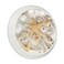 LORVIES 4 Pack 137 Ocean Decorative Cabinet Knobs ABS Glass Round White Single Hole Dresser Drawer Door Handles Pulls for Home Kitchen Bedroom Sea Shell Starfish
