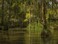 Tommy backdrop 7x5FT Swamp Bayou Honey Island River backdrops Computer Printed Jungle Party Wall Background lyshu2019422339