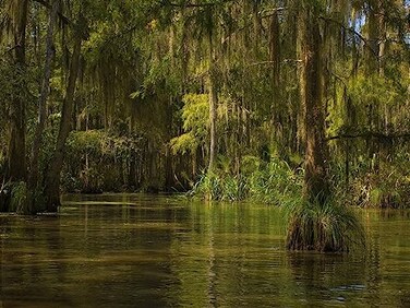 Tommy backdrop 7x5FT Swamp Bayou Honey Island River backdrops Computer Printed Jungle Party Wall Background lyshu2019422339