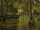 Tommy backdrop 7x5FT Swamp Bayou Honey Island River backdrops Computer Printed Jungle Party Wall Background lyshu2019422339