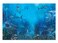 Funnytree 7x5FT Shark Under The Sea World Photography Backdrop for Birthday Party Banner Decor Aquarium Ocean Background Photo Booth