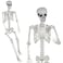 SUNREEK 59ft Halloween Full Size Skeleton Large Human Skeleton Bones with Full Body Posable Joints for Halloween Graveyard Haunted House Spooky Scene Dcor 59ft