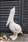 Creative Co-Op Creative CoOp Resin Pelican with Distressed White Finish